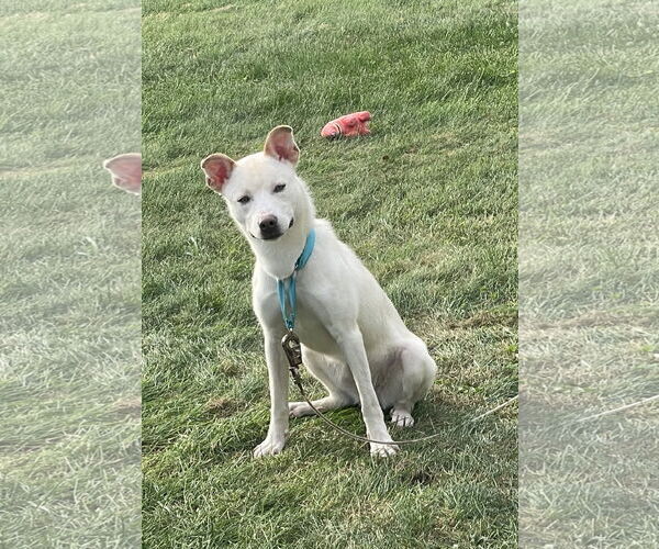 Medium Photo #5 Alaskan Malamute-Staffordshire Bull Terrier Mix Puppy For Sale in Duluth, MN, USA