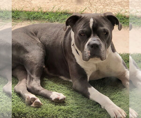 Medium Photo #3 American Staffordshire Terrier-Unknown Mix Puppy For Sale in phoenix, AZ, USA