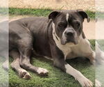 Small #2 American Staffordshire Terrier Mix