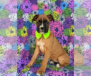 Boxer Puppy for sale in KIRKWOOD, PA, USA