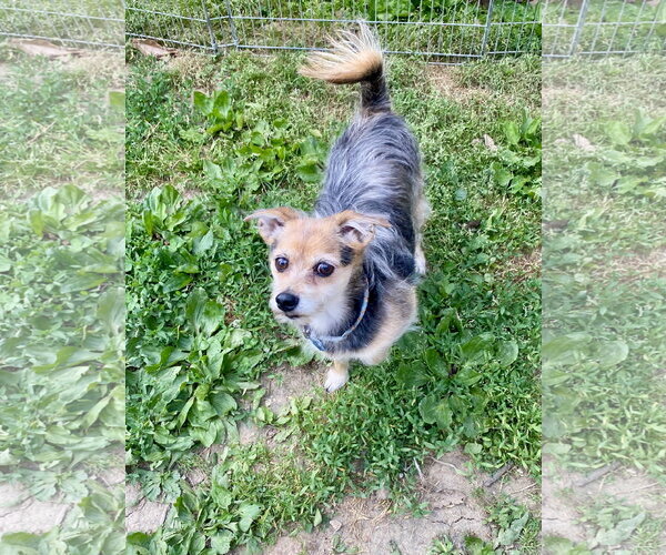 Medium Photo #3 Mutt Puppy For Sale in Hillsboro, MO, USA