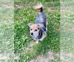 Small #2 Mutt