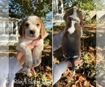 Puppy Black Collar Beagle