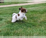 Small #1 Papillon