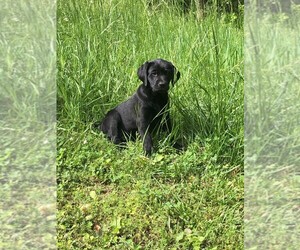 Labrador Retriever Puppy for sale in LYLES, TN, USA