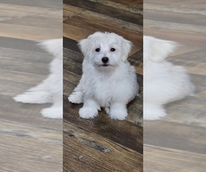 Medium Maltese