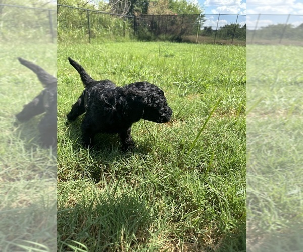 Medium Photo #2 Goldendoodle Puppy For Sale in EDMOND, OK, USA