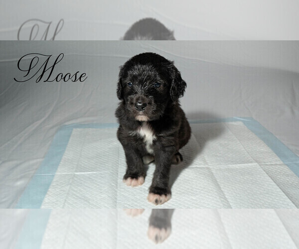 Medium Photo #9 Border Collie-Goldendoodle Mix Puppy For Sale in BLUE RIDGE, GA, USA