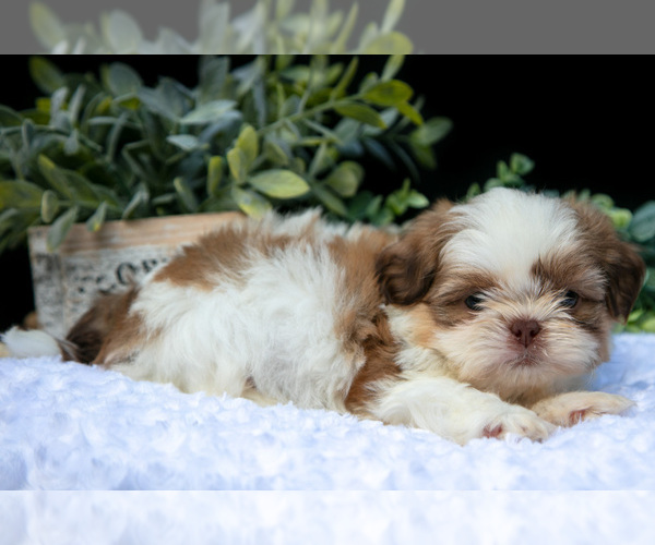 Medium Photo #15 Shih Tzu Puppy For Sale in CLARE, MI, USA