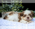 Small Photo #15 Shih Tzu Puppy For Sale in CLARE, MI, USA