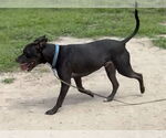 Small #2 Labrador Retriever