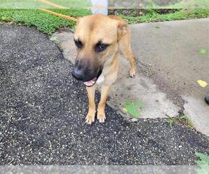 German Shepherd Dog-Unknown Mix Dogs for adoption in Houston, TX, USA