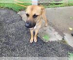 Small German Shepherd Dog Mix