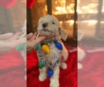 Small Photo #4 Poodle (Standard) Puppy For Sale in MIDDLETOWN, OH, USA
