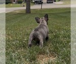 Small Photo #36 French Bulldog Puppy For Sale in SUSSEX, WI, USA