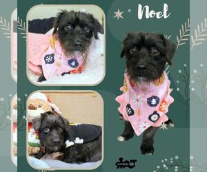 Mutt Dogs for adoption in Lindsay, CA, USA