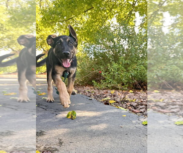 Medium Photo #8 German Shepherd Dog Puppy For Sale in West Sacramento, CA, USA