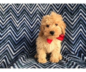 Goldendoodle Puppy for sale in BROGUE, PA, USA