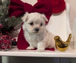 Small Photo #61 Maltese Puppy For Sale in GOSHEN, IN, USA