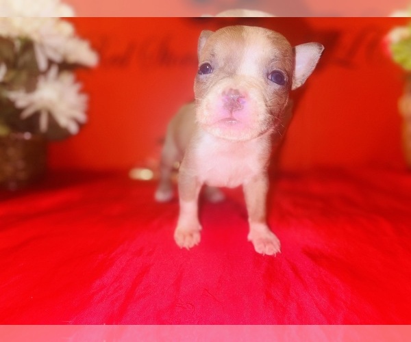 Medium Photo #3 American Pit Bull Terrier Puppy For Sale in TRENTON, NJ, USA