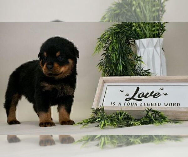 Medium Photo #4 Rottweiler Puppy For Sale in NAPPANEE, IN, USA