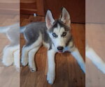 Small Siberian Husky