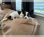 Small #1 Chihuahua Mix