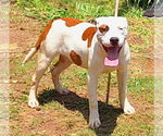 Small #2 American Pit Bull Terrier Mix