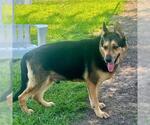 Small #1 German Shepherd Dog