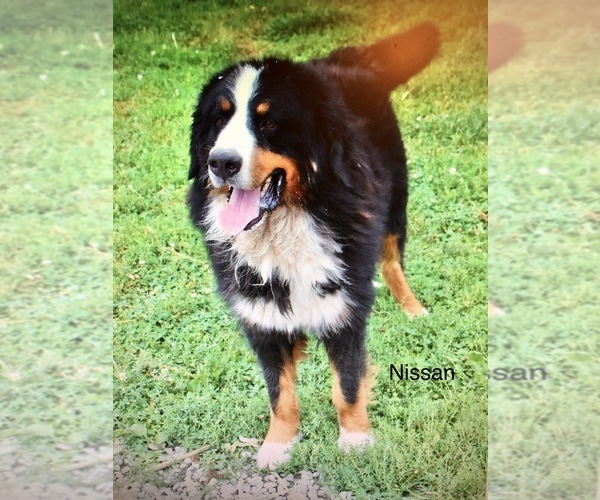 Medium Photo #1 Bernese Mountain Dog Puppy For Sale in GREENVILLE, OH, USA