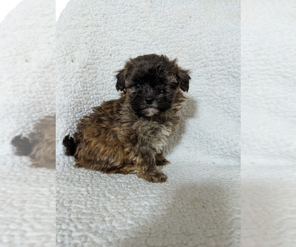 Medium Photo #6 ShihPoo Puppy For Sale in MCMINNVILLE, TN, USA