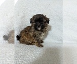 Small Photo #6 ShihPoo Puppy For Sale in MCMINNVILLE, TN, USA