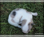 Puppy 4 Chihuahua