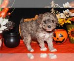 Small Photo #26 Poodle (Toy) Puppy For Sale in CHANUTE, KS, USA
