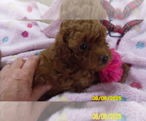 Poodle (Toy) Puppy for sale in DULUTH, GA, USA
