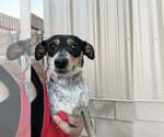Small #3 Chihuahua Mix