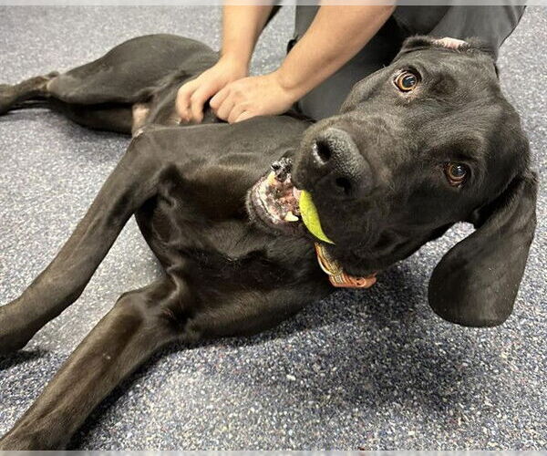 Medium Photo #1 Great Dane-Unknown Mix Puppy For Sale in Anchorage, AK, USA