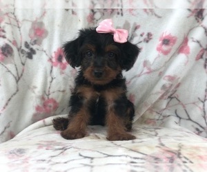 Poodle (Toy)-Yorkshire Terrier Mix Puppy for sale in LAKELAND, FL, USA