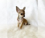 Small #10 Chihuahua