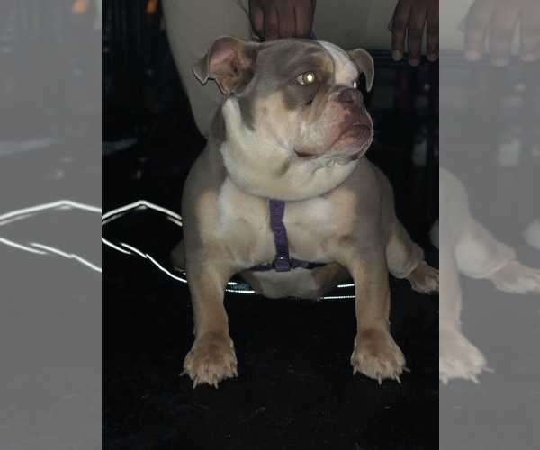 Medium Photo #1 English Bulldog Puppy For Sale in KILLEEN, TX, USA