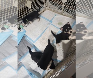 Ausky Litter for sale in DELTA, PA, USA