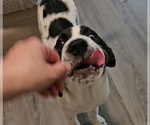 Small #1 German Shorthaired Pointer-Great Pyrenees Mix