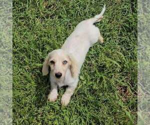 Dachshund Puppy for sale in ROGERS, TX, USA