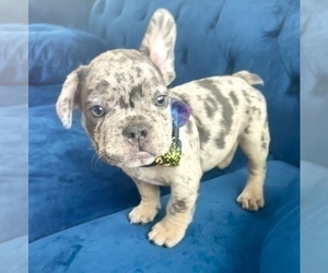 French Bulldog Puppy for Sale in TUCSON, Arizona USA