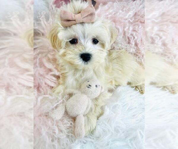 Medium Photo #1 Maltese Puppy For Sale in PEMBROKE PINES, FL, USA