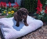Small #16 Poodle (Toy)