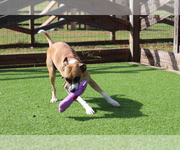 Medium Photo #2 Mutt Puppy For Sale in Chestertown, MD, USA