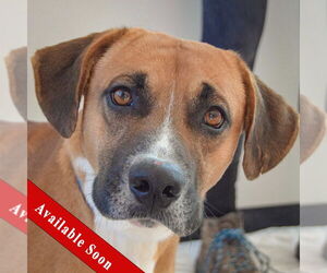 Bassetdor Dogs for adoption in Huntley, IL, USA