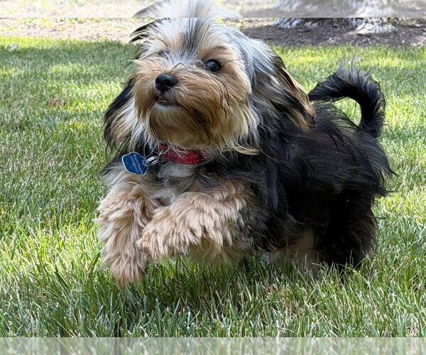 Medium Photo #3 Mutt Puppy For Sale in Mundelein, IL, USA