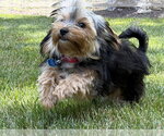 Small #2 Mutt
